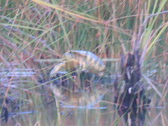 Trachemys venusta iversoni