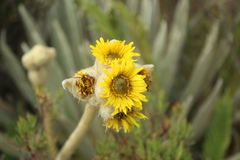 Espeletia congestiflora