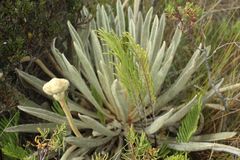 Espeletia congestiflora
