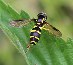 Xanthogramma
