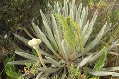 Espeletia congestiflora