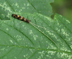 Mystacides longicornis