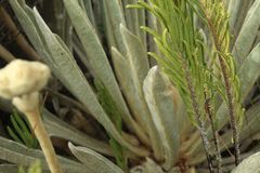 Espeletia congestiflora
