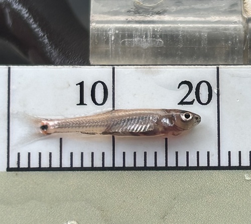 Taillight shiner (Notropis maculatus) — Cyprinidae — 3