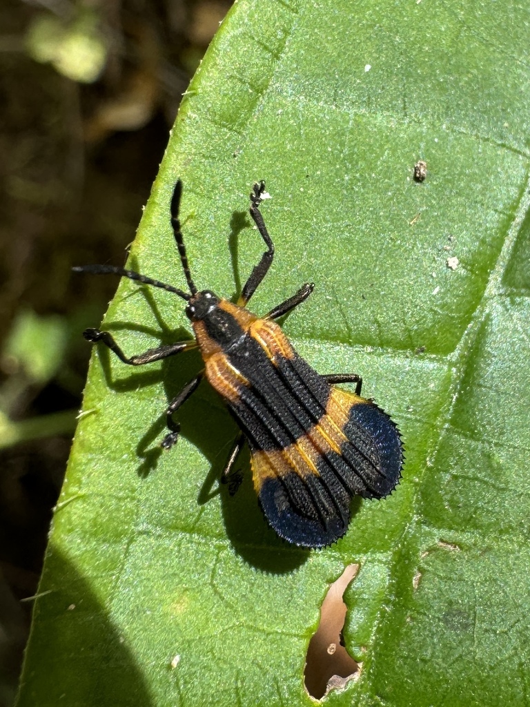 Uroplata decipiens