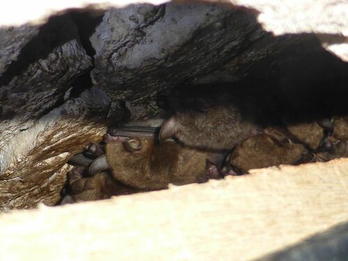 Natterer's Bat, Oldeholtpade, Nederland, photo 10 of 10