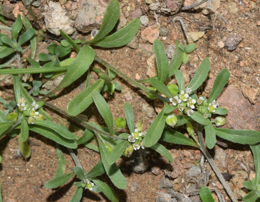 Lobularia libyca