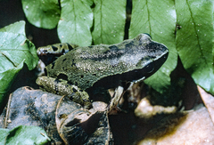 Equatorial Guinea Long-Fingered Frog photo 2