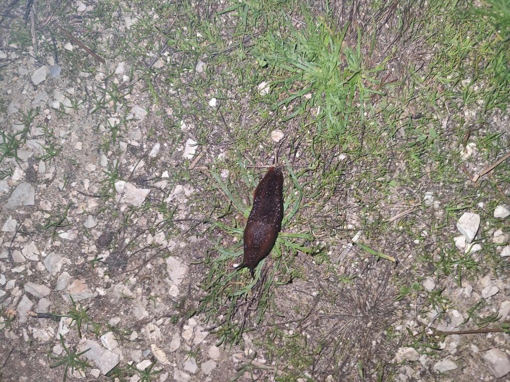 Arion fuligineus