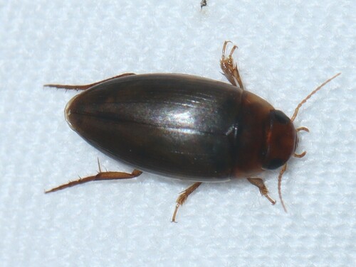 Chevrolat's Dytiscid photo 4