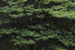Escallonia myrtilloides