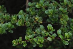 Escallonia myrtilloides