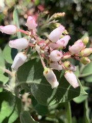Arctostaphylos crustacea