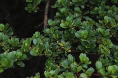 Escallonia myrtilloides