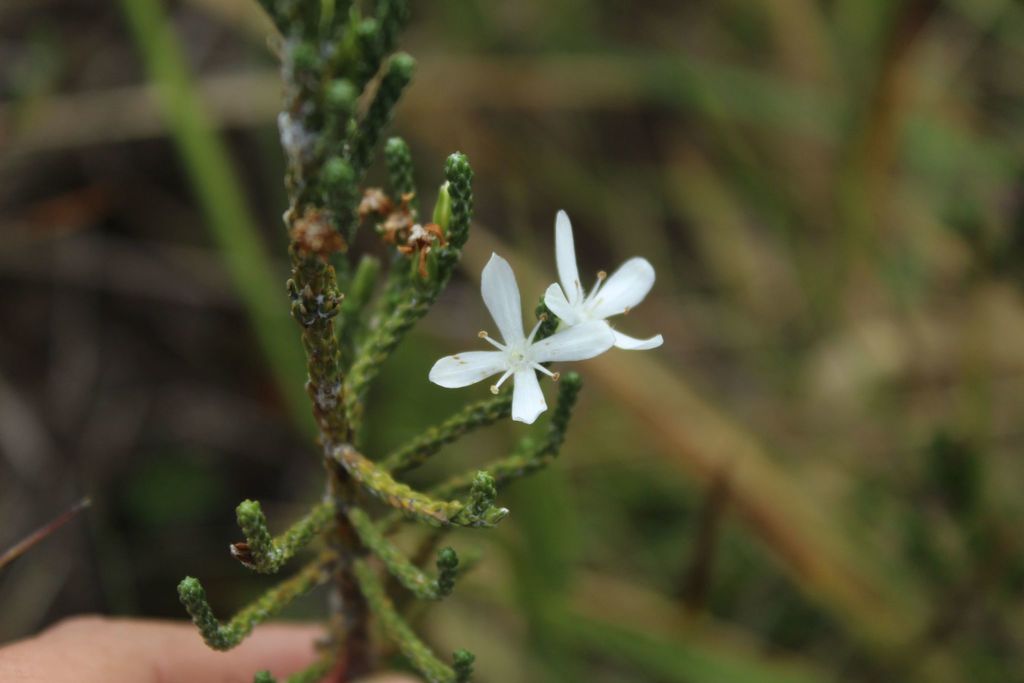 Aragoa cupressina