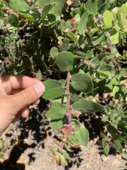 Arctostaphylos crustacea