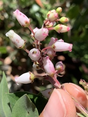 Arctostaphylos crustacea