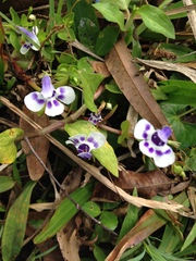Lindernia grandiflora