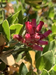 Arctostaphylos crustacea