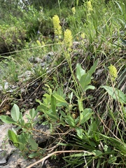 Tofieldia calyculata