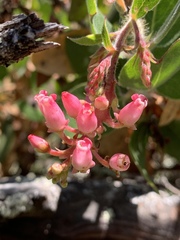 Arctostaphylos crustacea