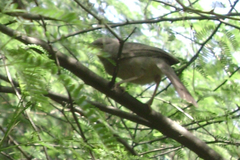 Argya striata