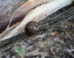 Bradybaena similaris image