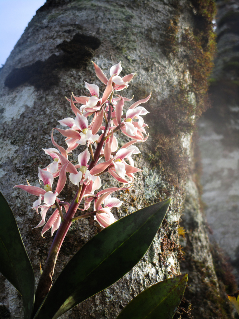 Epidendrum allemanioides Hoehne 4