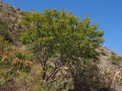 Leucaena greggii