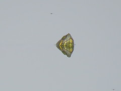 Trachemys venusta iversoni