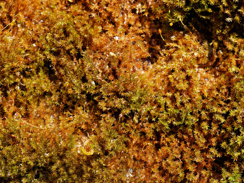 Hymenostylium recurvirostrum observed 2024-08-15