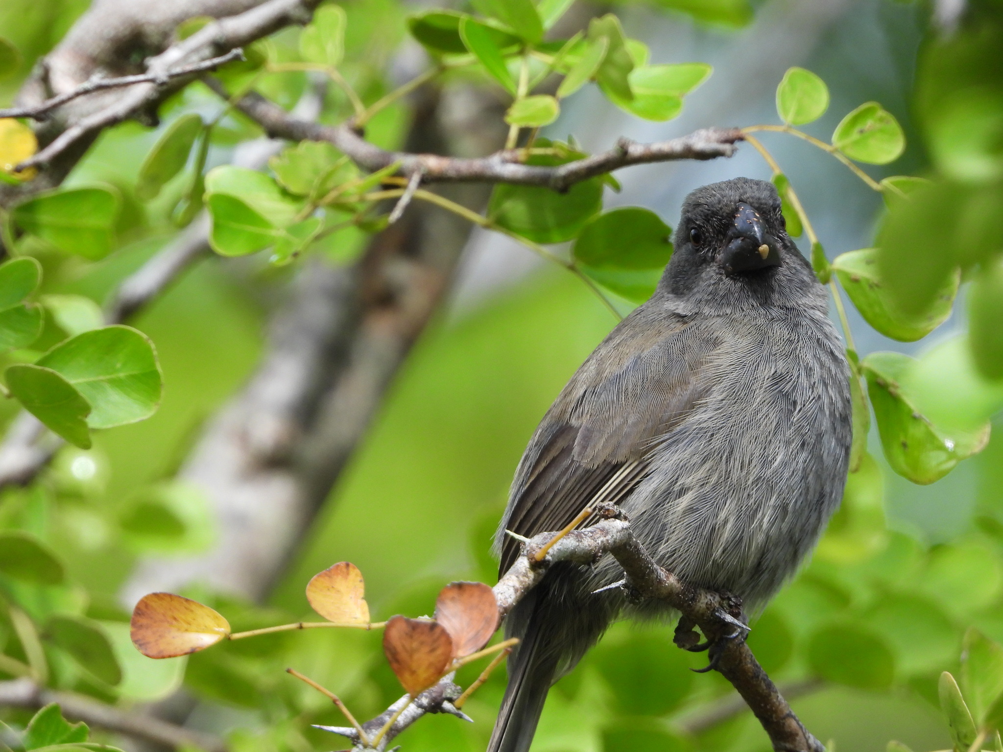 Grand Cayman Bullfinch illustration