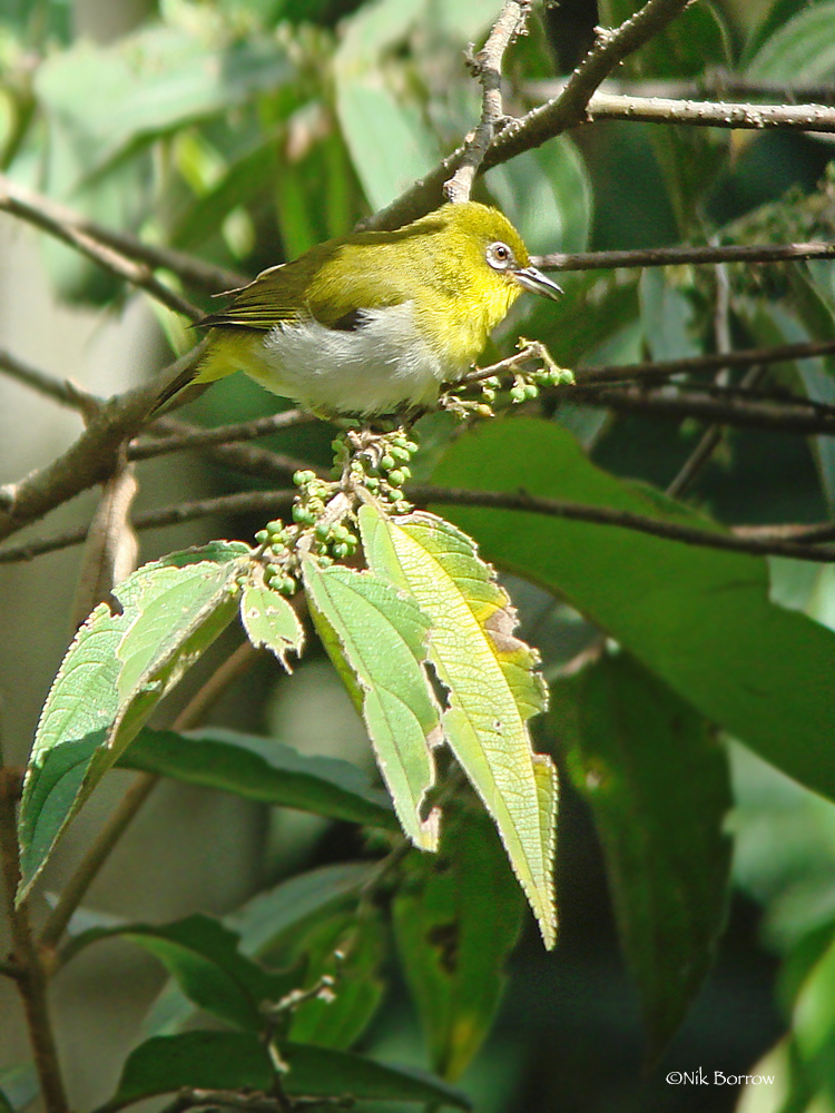 New Guinea White-eye photo
