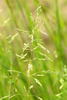 Rough Meadow-Grass - Photo (c) James K. Lindsey, some rights reserved (CC BY-SA)