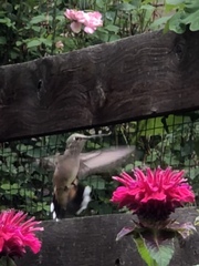 Selasphorus platycercus