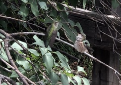 Selasphorus platycercus