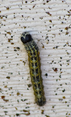 Acronicta lobeliae