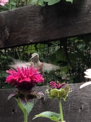 Selasphorus platycercus