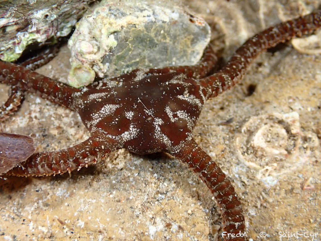 Brown Brittle Star, photo 1 of 10