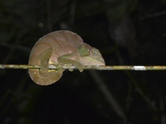 Calumma oshaughnessyi