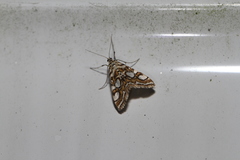 Elophila ekthlipsis
