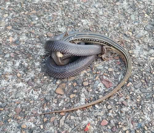 White-crowned Snake sighting