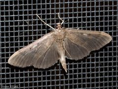 Herpetogramma sphingealis
