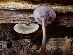 Baeospora myriadophylla