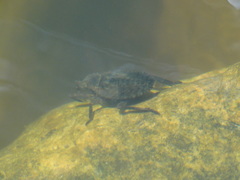 Nepomorpha