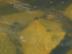 Nepomorpha