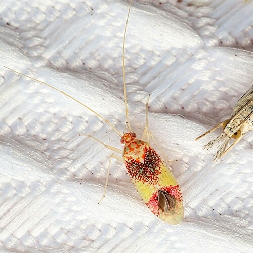 Phytocoris venustus