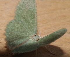 Phaiogramma etruscaria