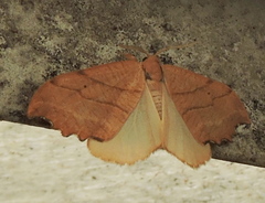 Drepana bilineata