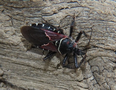 Apiomerus montanus
